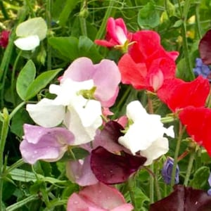 Royal Mix Sweet Pea Seeds | NON-GMO | Heirloom | Fresh Garden Seeds