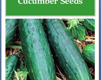 Spacemaster 80 Cucumber Seeds: Heirloom, Non-GMO