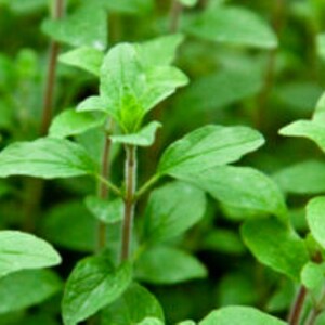 Common Italian Oregano Seeds | NON-GMO | Heirloom | Fresh Garden Seeds