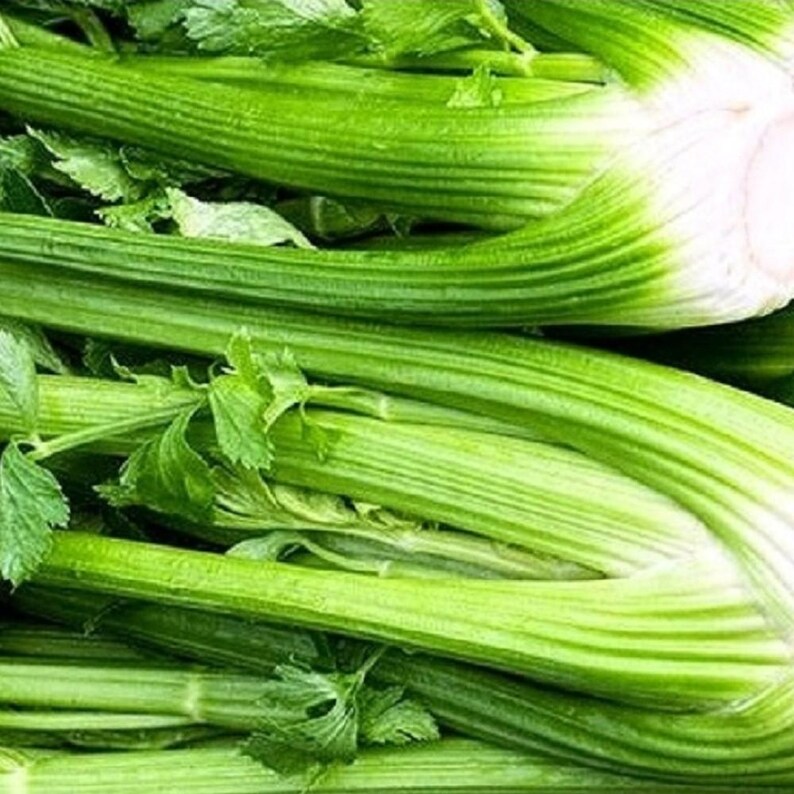 Tall Utah Celery Seeds: Non-GMO Heirloom Garden Seeds bild 2