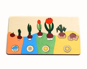 Montessori Tulip Life Cycle Puzzle | Hand-Painted Wooden Botany Toy (12 x 23 cm)