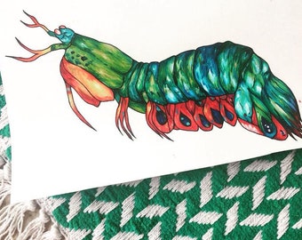 mantis shrimp print etsy