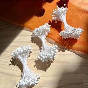 Op de afbeelding: Drie bundels witte bloemstengels met kleine witte bloemknoppen. De stengels zijn met een wit touwtje aan elkaar gebonden.