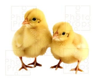 Superposición de pollos png - pollos de Pascua digitales listos para fotografía familiar de niños recién nacidos - mini sesiones de Pascua