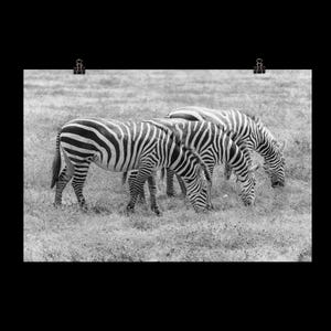 Zebra Photography, Wall Art Print, Travel Poster, Wildlife Print, Animal Poster, Safari, Zebras, Instant Digital Download