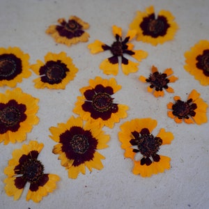 May include: A collection of dried yellow and brown flowers with dark brown centers arranged on a white surface.