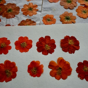 Eco-Printing Cosmos Flowers 10 Pack | Pressed and Dried for Botanical Prints For Natural Dyeing