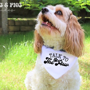 Puede incluir: Un perro Cavalier King Charles Spaniel con un pa&ntilde;uelo blanco con el texto "TALK TO The PAW" en escritura negra. El perro est&aacute; al aire libre en una zona de c&eacute;sped, mirando hacia arriba con la boca abierta.