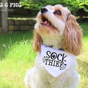 Puede incluir: Un perro Cavalier King Charles Spaniel con un pa&ntilde;uelo blanco con la frase "SOCK THIEF" en negro. El pa&ntilde;uelo tiene huellas de patas y dibujos de calcetines. El perro est&aacute; al aire libre en un d&iacute;a soleado, con hierba verde.