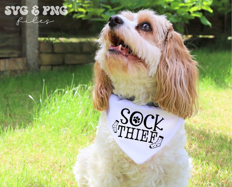 Puede incluir: Un perro Cavalier King Charles Spaniel con un pa&ntilde;uelo blanco con la frase "SOCK THIEF" en negro. El pa&ntilde;uelo tiene huellas de patas y dibujos de calcetines. El perro est&aacute; al aire libre en un d&iacute;a soleado, con hierba verde.