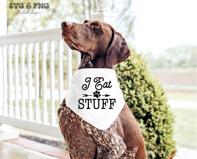 Puede incluir: Un perro marr&oacute;n y blanco con un pa&ntilde;uelo blanco con el texto "I Eat STUFF" en negro. El perro est&aacute; sentado afuera en un porche. La imagen tambi&eacute;n incluye el texto "SVG & PNG files".