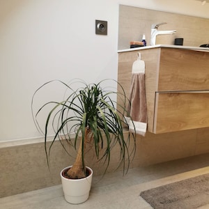 Può includere: Una pianta verde in vaso con un tronco spesso e foglie lunghe e sottili. La pianta è in un vaso bianco e si trova su un pavimento di piastrelle marroni chiare. Un mobile in legno con due cassetti si trova sullo sfondo.