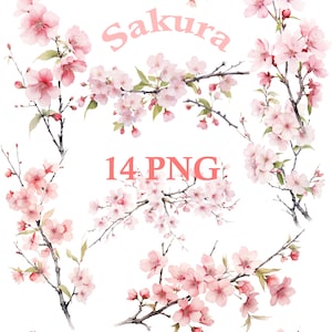 Acuarela sakura png clipart, Sakura flores clipart, Digital 14 PNG clipart