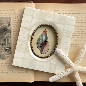 May include: A square, off-white shell-inlay picture frame with a brass-colored oval frame holding a seashell illustration. A white starfish rests on an open book. The seashell illustration features blue, red, and pink hues.