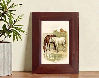 Framed Horse Print, Vintage Horse Illustration, Equestrian Wall Art