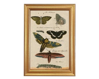 Butterflies Vintage Color Illustration Framed Reproduction Print Behind Glass
