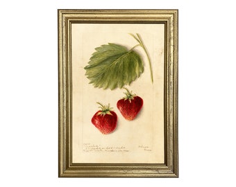 May include: A framed botanical illustration of two red strawberries with green leaves. The illustration is on a cream-colored background with a handwritten inscription in the bottom corner.