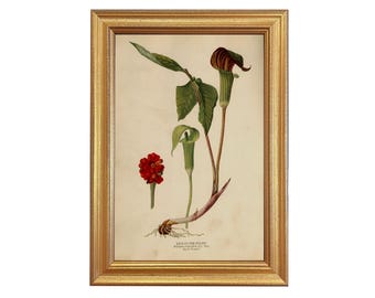 Jack in A Pulpit Flower 1950s Vintage Cottage Botanical Lithograph