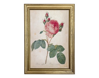 Cabbage Rose Rosa Centifolia Framed Vintage Color Illustration Reproduction Print Behind Glass