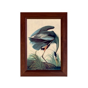 Great Blue Heron Framed Print, Vintage Style Color Illustration, Coastal Decor, Coastal Wall Art, Water Birds, Wildlife Art