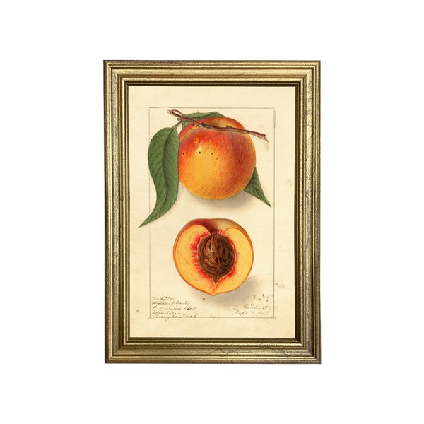 Peach Highland Beauty Botanical Framed Print, Fruit, Antique, Vintage, Illustration, Art, Art Print, Wall Art, Framed