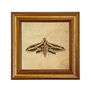 May include: A framed print of a vintage illustration of a moth with black, white, and green wings and pink accents. The moth is centered on a beige background.