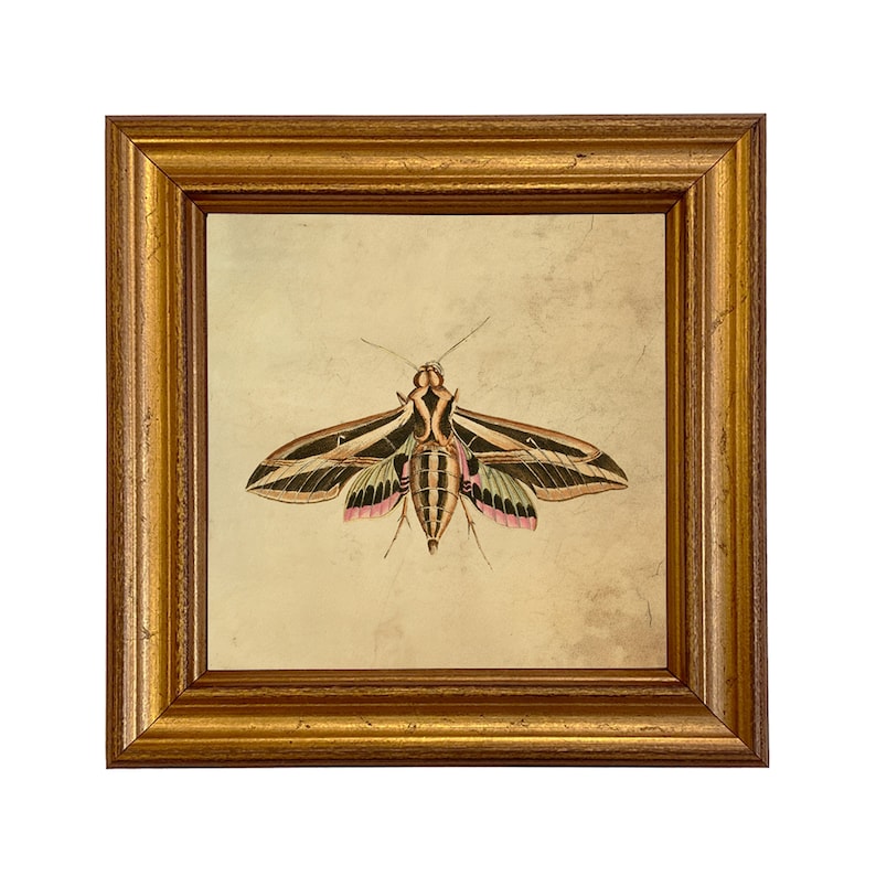 May include: A framed print of a vintage illustration of a moth with black, white, and green wings and pink accents. The moth is centered on a beige background.