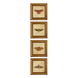 May include: Four framed prints of different butterflies and moths. Each print features a different species of insect with intricate details and vibrant colors. The frames are gold and have a simple design.