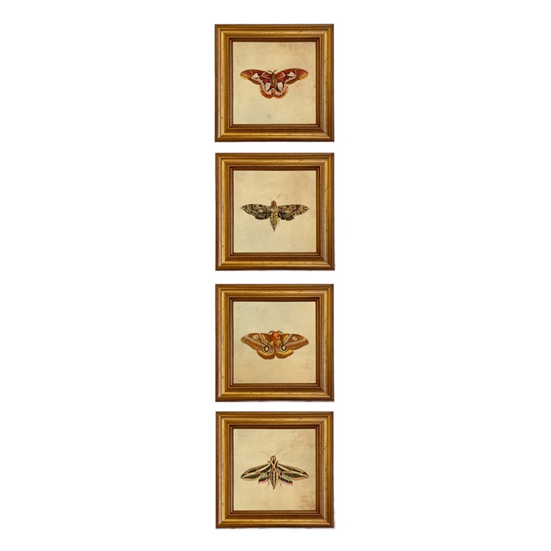 May include: Four framed prints of different butterflies and moths. Each print features a different species of insect with intricate details and vibrant colors. The frames are gold and have a simple design.