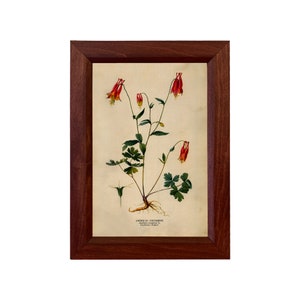 American Columbine Framed Vintage Reproduction Print, Rustic, Botanical, Cottagecore, Wall Art, Decor