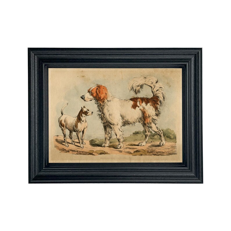 May include: A vintage illustration of two dogs. A larger white and brown dog with a long tail stands on the right side of the image. A smaller white and brown dog with a short tail stands on the left side of the image. Both dogs are looking at each other. The illustration is framed in a black frame.