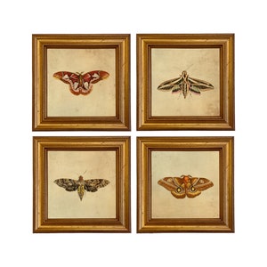 Set di 4 stampe incorniciate con illustrazioni di falene in stile vintage, Cottagecore, arte murale scientifica, parete galleria, decorazione naturalistica, regalo per gli amanti della natura