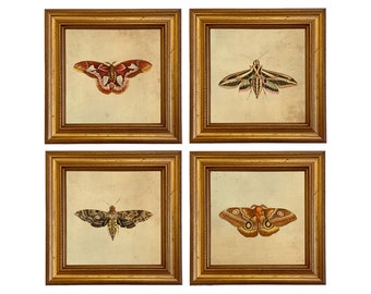 Set of 4 Vintage Style Moth Illustration Framed Prints, Cottagecore, Science Wall Art, Gallery Wall, Nature Decor, Nature Lover Gift