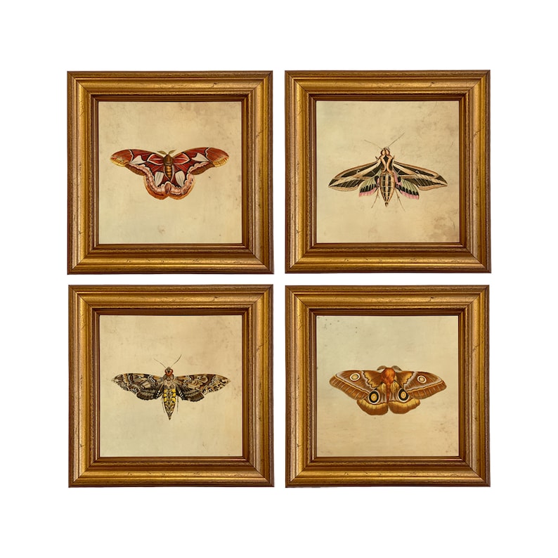 May include: Set of four framed prints featuring vintage illustrations of moths. Each print has a different species of moth with intricate details and vibrant colors. The frames are gold and have a simple design.