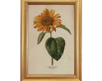 Impresión enmarcada de girasol común, impresión botánica vintage, arte mural floral