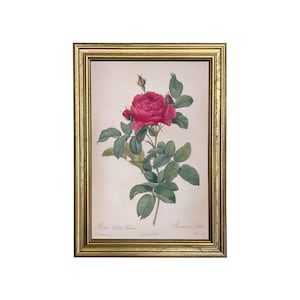 Rosa Gallica Pontiana Bridge Rose Framed Print, Flower Print, Rose Print, French Botanical Print, Pierre Joseph Redoute, Chateaucore