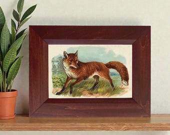 Framed Fox Print, Vintage Fox Illustration, Cabin Decor
