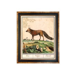 Stampa incorniciata con illustrazione di volpe d'epoca, stile antico, stampa di volpe, campagna inglese, parete della galleria, arte murale