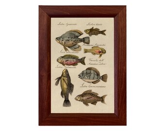 Framed Vintage Fish Illustration Print, Lakehouse Cabin Wall Art