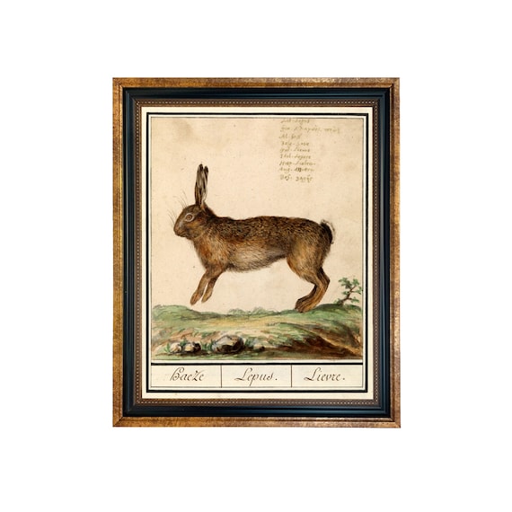 Vintage Rabbit Illustration Framed Print, Antique Style Nursery Art