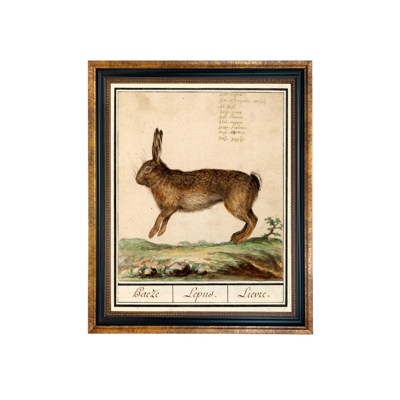 Vintage Rabbit Illustration Framed Print, Antique Style Nursery Art 8" x 10"