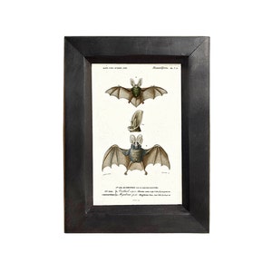 Framed Bat Illustration, Halloween Decor, Antique Style, Zoological, Wall Art, Creepy Decor, Dark Academia, Scientific Wall Art