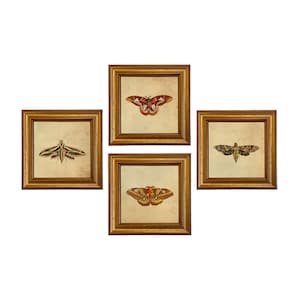 May include: Four framed prints of different moths, each with a gold frame and a cream background. The moths are depicted in a vintage style with intricate details.