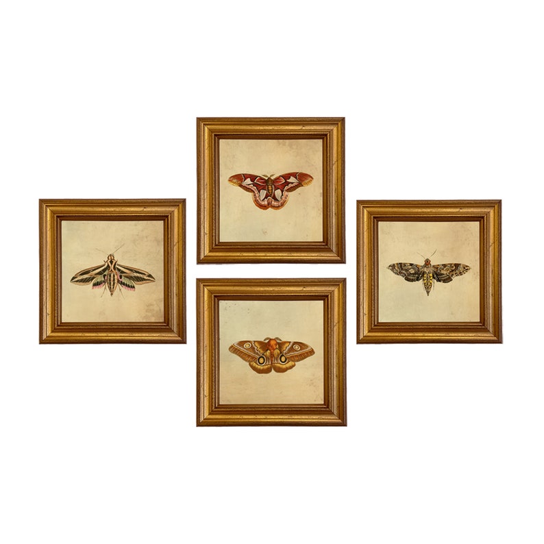May include: Four framed prints of different moths, each with a gold frame and a cream background. The moths are depicted in a vintage style with intricate details.