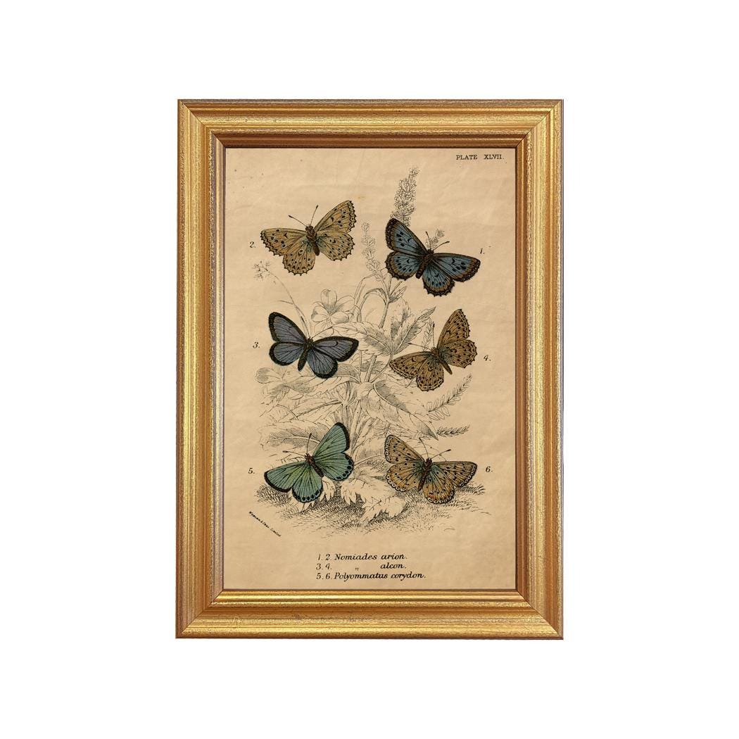 Vintage Butterfly Illustration Art Print: Framed Cottagecore Wall Art ...