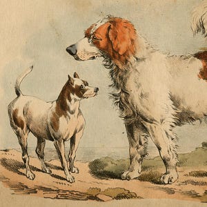 May include: A vintage illustration of two dogs. A white and brown dog with a long tail stands on the left side of the image. A larger white and brown dog with a long, bushy tail stands on the right side of the image. Both dogs are looking at each other.