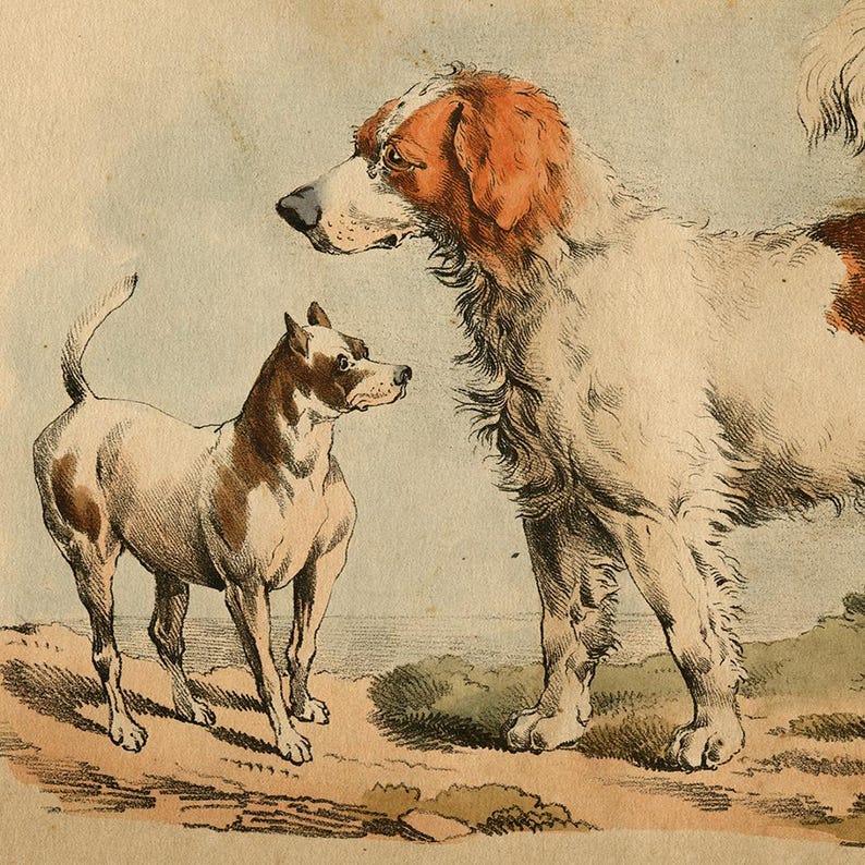 May include: A vintage illustration of two dogs. A white and brown dog with a long tail stands on the left side of the image. A larger white and brown dog with a long, bushy tail stands on the right side of the image. Both dogs are looking at each other.