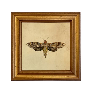 May include: A framed print of a detailed illustration of a moth with brown, yellow, and orange wings. The moth is centered in the frame and has a light brown background.