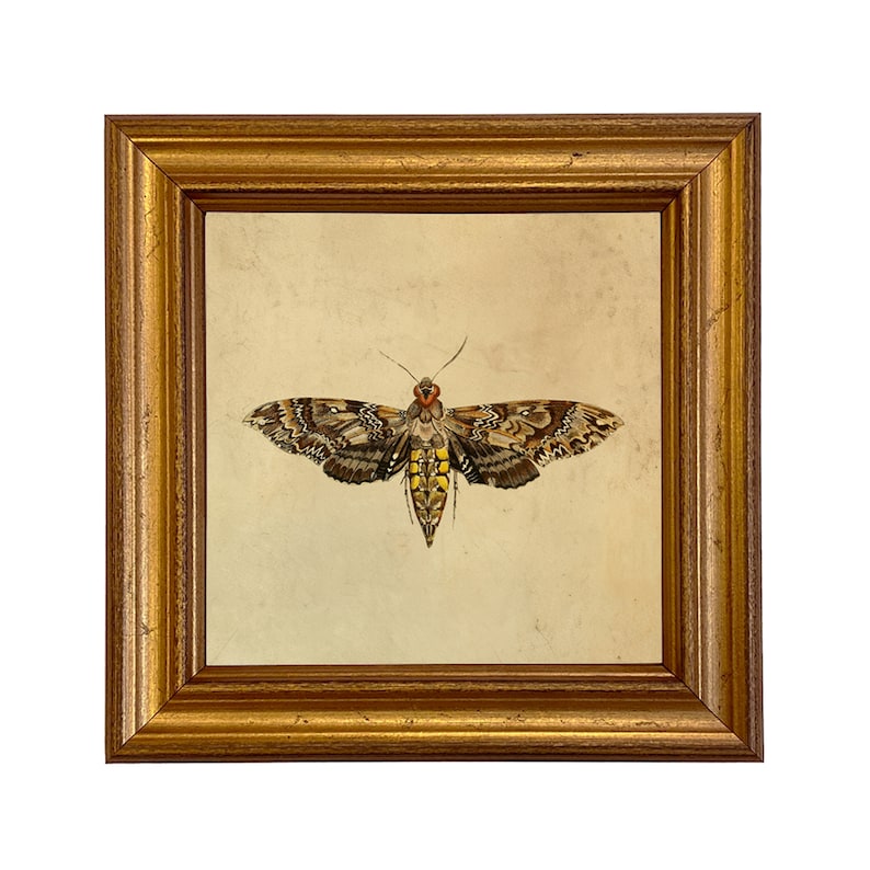 May include: A framed print of a detailed illustration of a moth with brown, yellow, and orange wings. The moth is centered in the frame and has a light brown background.