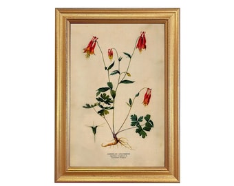 May include: A framed botanical print featuring an illustration of American columbine flowers. The artwork showcases red and yellow flowers with green foliage, set against a beige background. The frame is gold-colored.